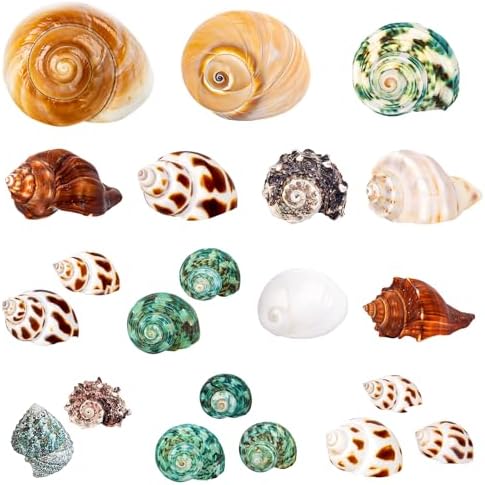 21PCS Hermit Crab Shells   Assorted Natural Sea Conch Size 1 3 3 2   Growth Turbo for Small to Medium and Large Crabs  Saltwater Hermit Crab Supplies and Sea Shell for Beach Decor