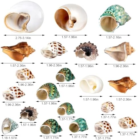 21PCS Hermit Crab Shells   Assorted Natural Sea Conch Size 1 3 3 2   Growth Turbo for Small to Medium and Large Crabs  Saltwater Hermit Crab Supplies and Sea Shell for Beach Decor