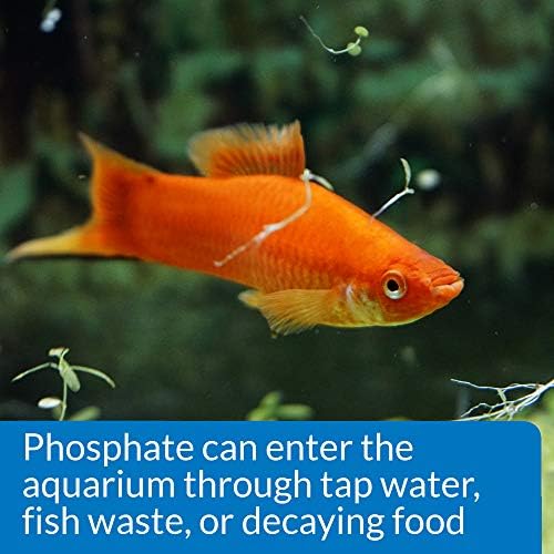 API Phosphate Test Kit For Freshwater And Saltwater  64 OUNCES