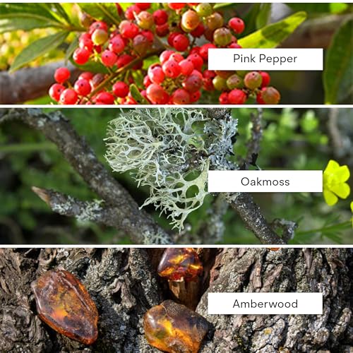 Alexandria Fragrances Brasilia Cologne Perfume   Premium Unisex Eau de Parfum with Oranges & Birch Tar Notes   Luxury Fragrance with Ginger  Pink Pepper   Men Cologne for Every Occasion   100ml