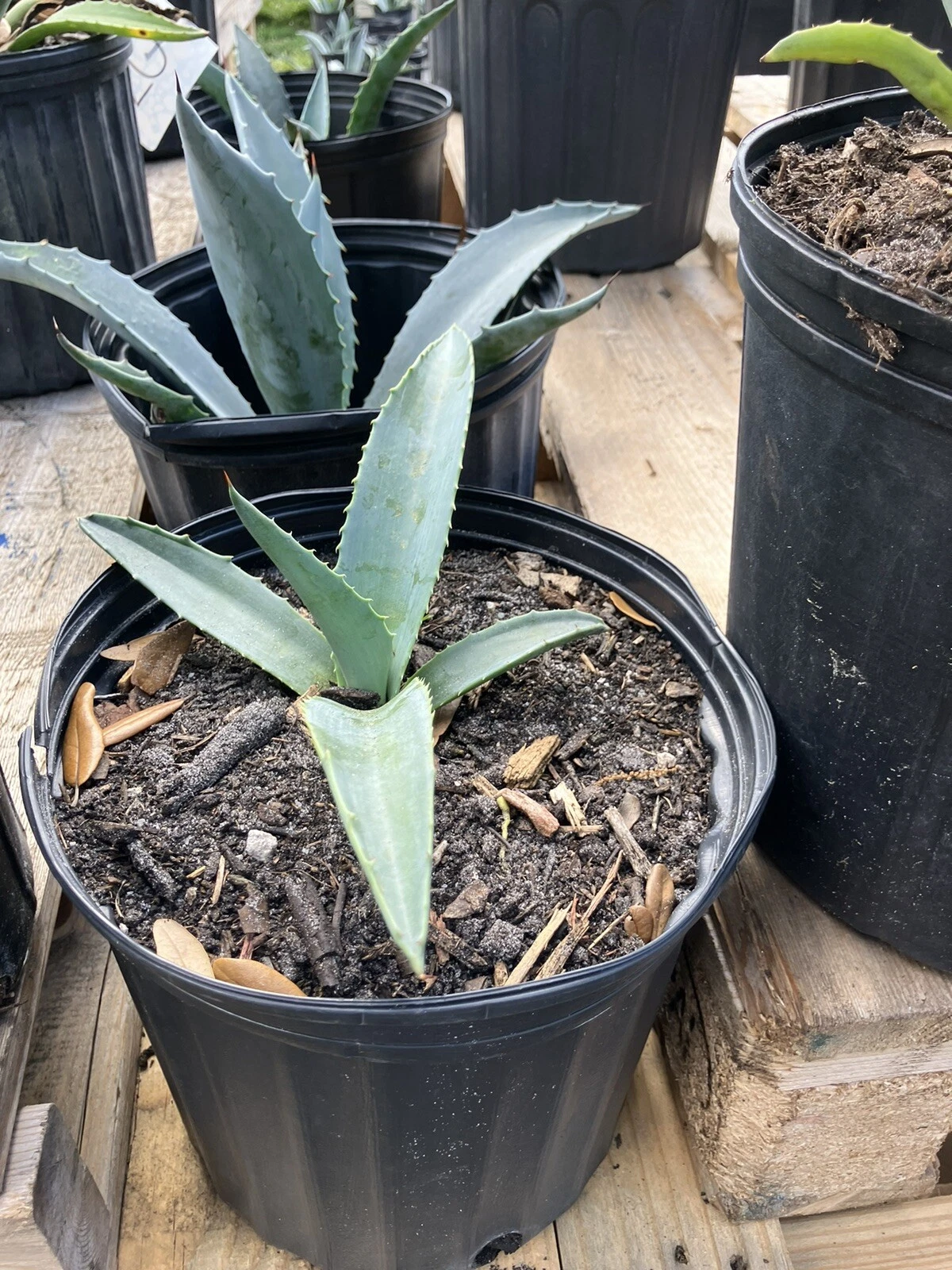 American Blue Agave Plants  Century Plant