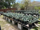 8-10- American Blue Agave Plants  Century Plant