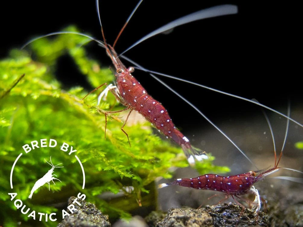 Cardinal Sulawesi Shrimp  Caridina dennerli   BREDBY  AQUATIC ARTS