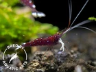 Cardinal Sulawesi Shrimp  Caridina dennerli   BREDBY  AQUATIC ARTS