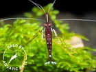Cardinal Sulawesi Shrimp  Caridina dennerli   BREDBY  AQUATIC ARTS