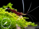 Cardinal Sulawesi Shrimp  Caridina dennerli   BREDBY  AQUATIC ARTS