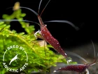 Cardinal Sulawesi Shrimp  Caridina dennerli   BREDBY  AQUATIC ARTS