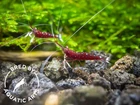 Cardinal Sulawesi Shrimp  Caridina dennerli   BREDBY  AQUATIC ARTS