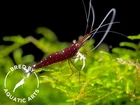 Cardinal Sulawesi Shrimp  Caridina dennerli   BREDBY  AQUATIC ARTS