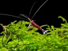Cardinal Sulawesi Shrimp  Caridina dennerli   BREDBY  AQUATIC ARTS