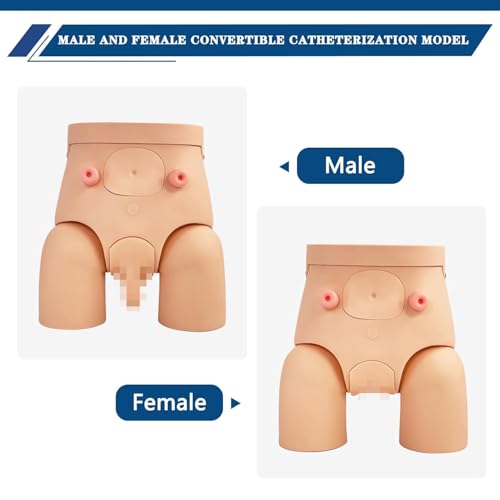 Catheterization Model Male Female Interchangeable  Nursing Practice Urinary Urethral Catheter Manikins PVC Teaching Catheter Model for Students Or Nurses Catheterization Simulator Kit