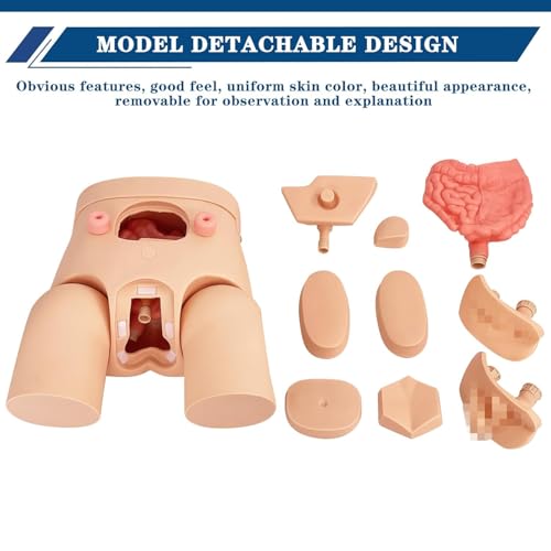Catheterization Model Male Female Interchangeable  Nursing Practice Urinary Urethral Catheter Manikins PVC Teaching Catheter Model for Students Or Nurses Catheterization Simulator Kit