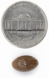 Ginkgo Biloba Supplement 80 mg   Supports Cognitive Function  Brain Health & Memory   Non GMO  Gluten Free Ginkgo Biloba Extract  90