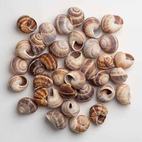 MARKYS Escargot Snails Empty Shells   36 pcs   Extra Large Escargot Shells   Premium Quality   Imported from France