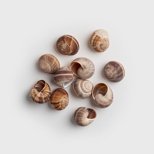 MARKYS Escargot Snails Empty Shells   36 pcs   Extra Large Escargot Shells   Premium Quality   Imported from France