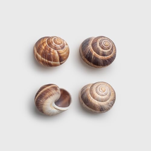 MARKYS Escargot Snails Empty Shells   36 pcs   Extra Large Escargot Shells   Premium Quality   Imported from France