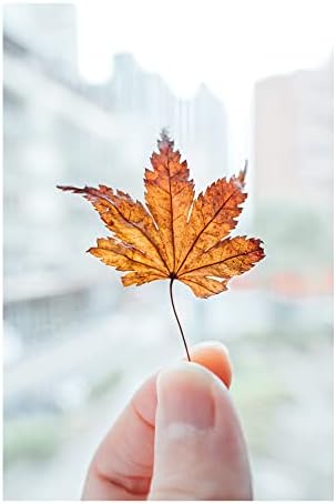 Nikon NIKKOR Z 28 75mm f/2 8   Large aperture mid range zoom lens for Z series mirrorless cameras   Nikon USA Model