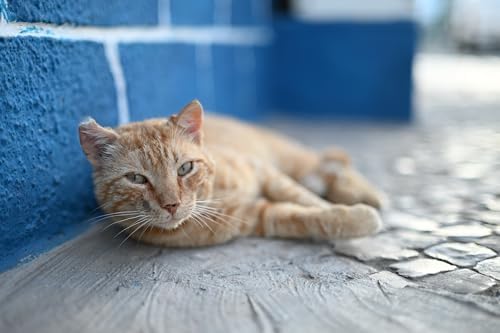 Nikon NIKKOR Z 50mm f/1 4