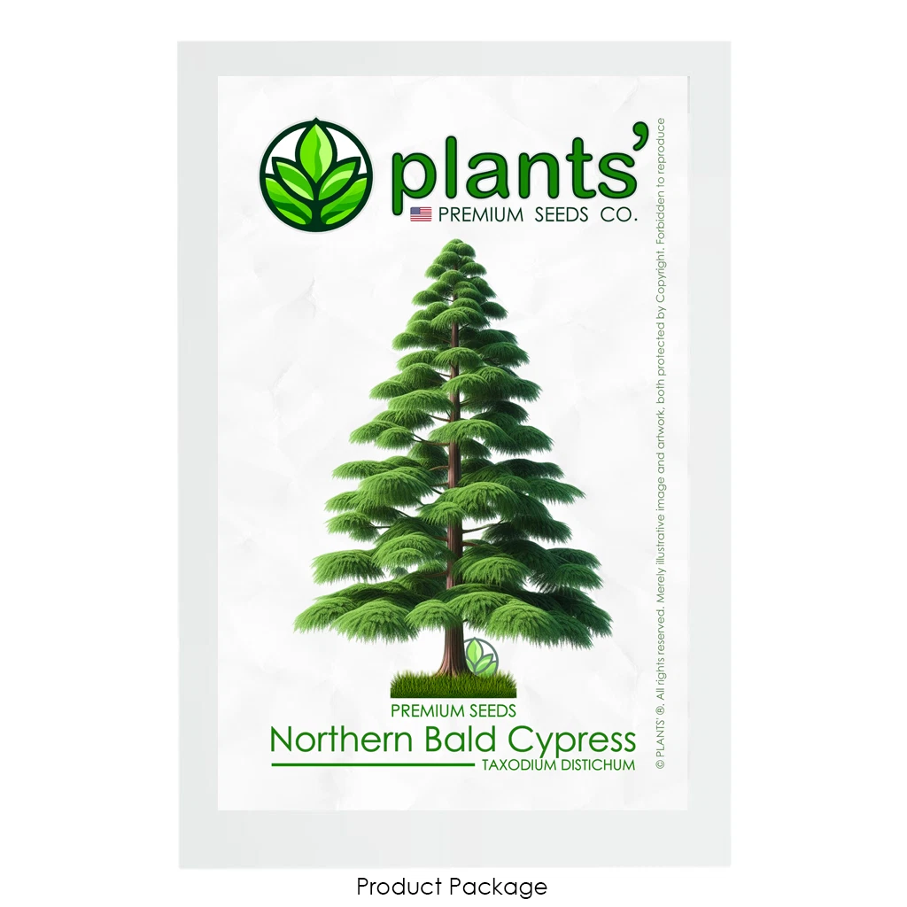 Northern Bald Cypress Tree   Premium Seeds   Taxodium distichum Summer   Plants 