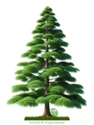Northern Bald Cypress Tree   Premium Seeds   Taxodium distichum Summer   Plants 