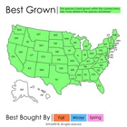 Northern Bald Cypress Tree   Premium Seeds   Taxodium distichum Summer   Plants 