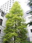 Northern Bald Cypress Tree   Premium Seeds   Taxodium distichum Summer   Plants 