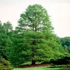 Northern Bald Cypress Tree   Premium Seeds   Taxodium distichum Summer   Plants 