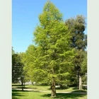 Northern Bald Cypress Tree   Premium Seeds   Taxodium distichum Summer   Plants 