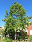 Northern Bald Cypress Tree   Premium Seeds   Taxodium distichum Summer   Plants 