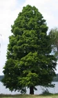 Northern Bald Cypress Tree   Premium Seeds   Taxodium distichum Summer   Plants 