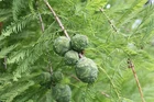Northern Bald Cypress Tree   Premium Seeds   Taxodium distichum Summer   Plants 