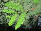 Northern Bald Cypress Tree   Premium Seeds   Taxodium distichum Summer   Plants 