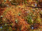 Northern Bald Cypress Tree   Premium Seeds   Taxodium distichum Summer   Plants 