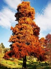 Northern Bald Cypress Tree   Premium Seeds   Taxodium distichum Summer   Plants 