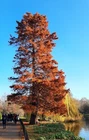Northern Bald Cypress Tree   Premium Seeds   Taxodium distichum Summer   Plants 