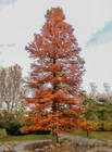 Northern Bald Cypress Tree   Premium Seeds   Taxodium distichum Summer   Plants 