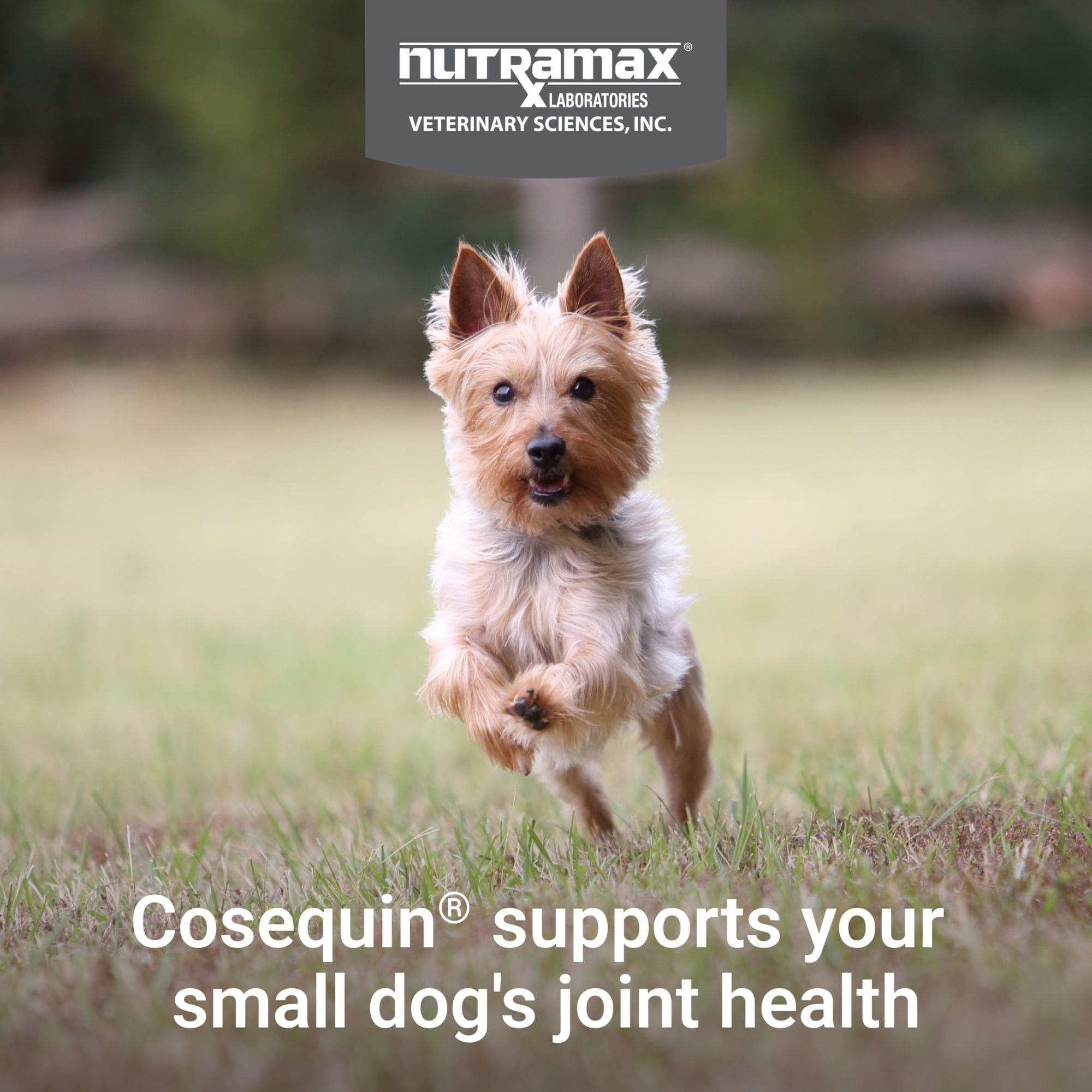 Nutramax Cosequin for Small Dogs  Joint Health Supplement  Soft Chews  45 Count