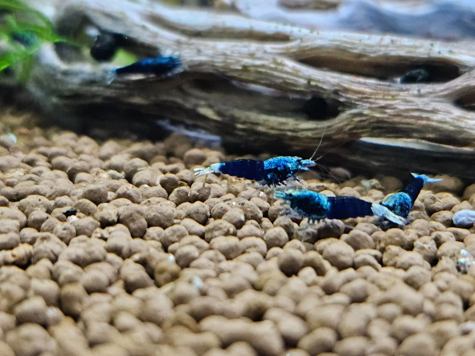 Ocean Blue Caridina Shrimp  5 1 