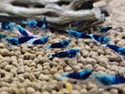 Ocean Blue Caridina Shrimp  5 1 