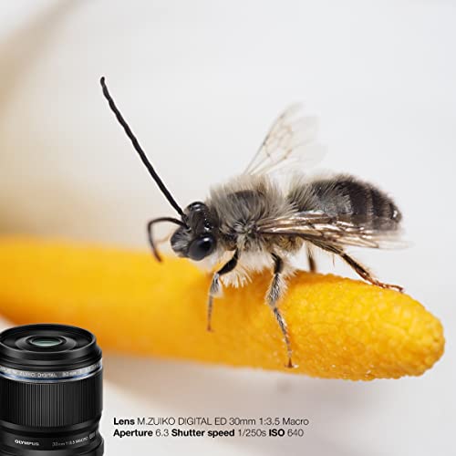 Olympus M  Zuiko Digital ED 30mm F3 5 Macro Lens  Suitable for All MFT Cameras  Olympus OM D & Pen Models  Panasonic G Series   Black