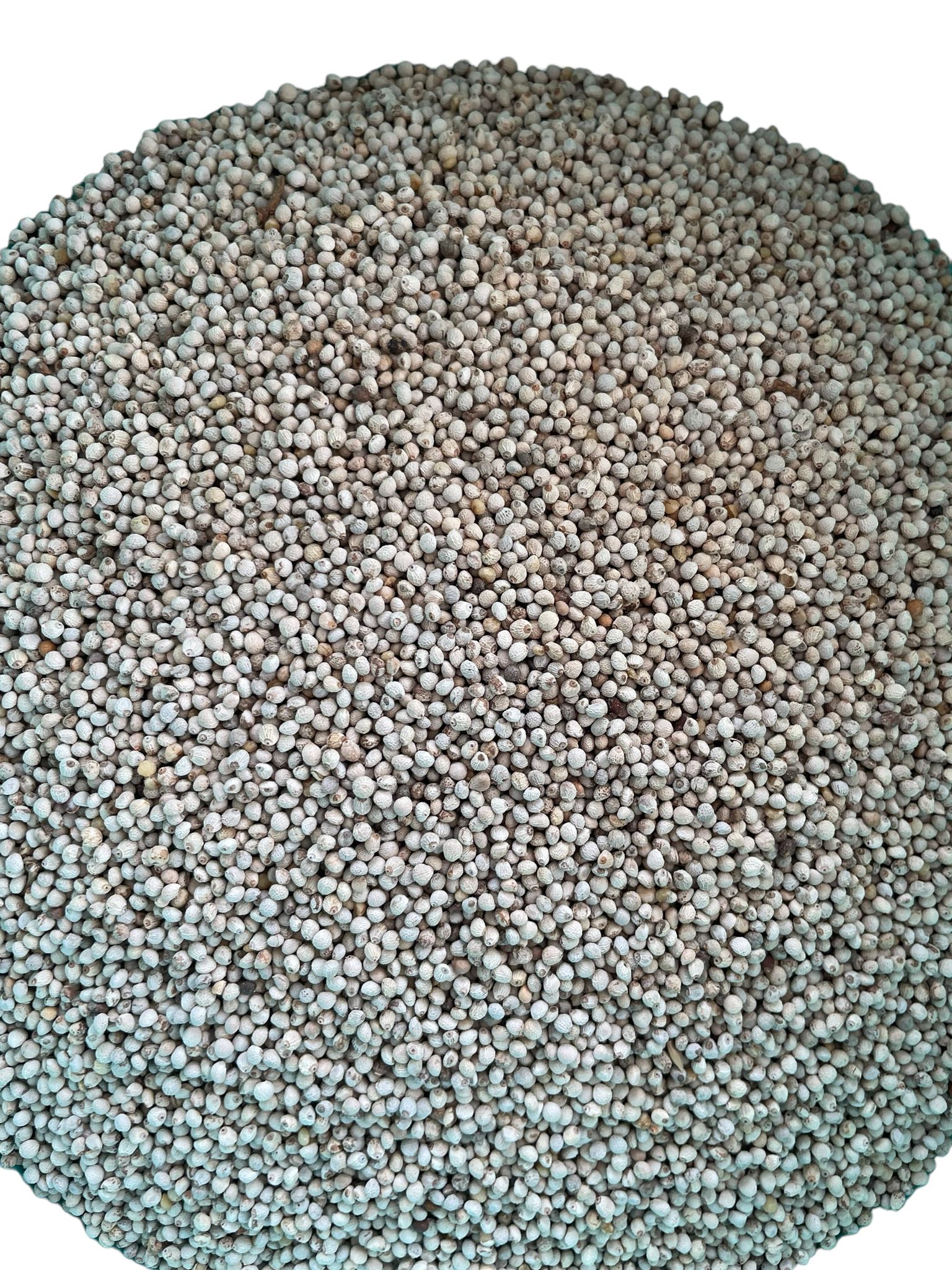 Perilla Blanca 1LB