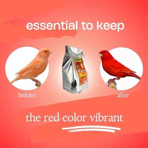 Raff Holland Rosso Canary Red Food   Comida para Canarios   Finch Food for Indoor with Natural Nutrition for Vibrant and Red Plumage  High in Protein and Fat  5lb 