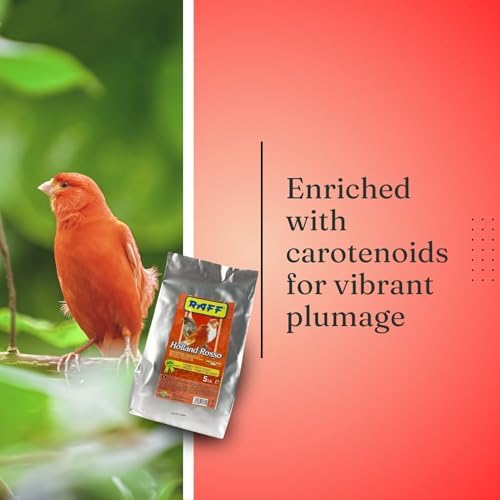 Raff Holland Rosso Canary Red Food   Comida para Canarios   Finch Food for Indoor with Natural Nutrition for Vibrant and Red Plumage  High in Protein and Fat  5lb 