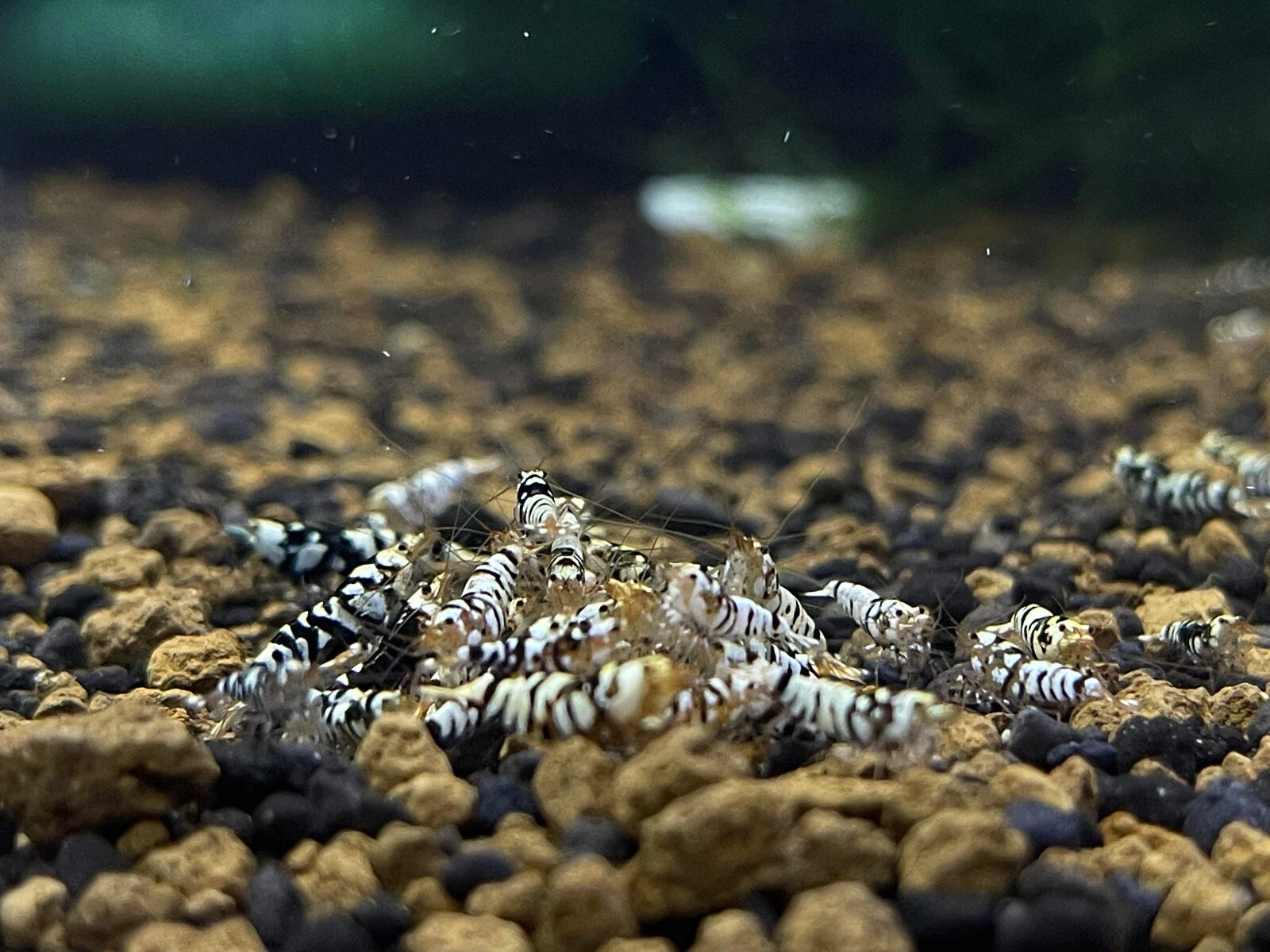 SFAquatic 10 1 BLack  Fancy Tiger Caridina Shrimps  Live Arrival Guarantee 