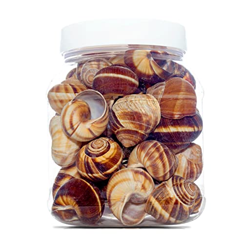 Straight from France Genuinely French  Empty Escargot Snail Shells Bulk Tub  Thoroughly Cleaned  48 Count