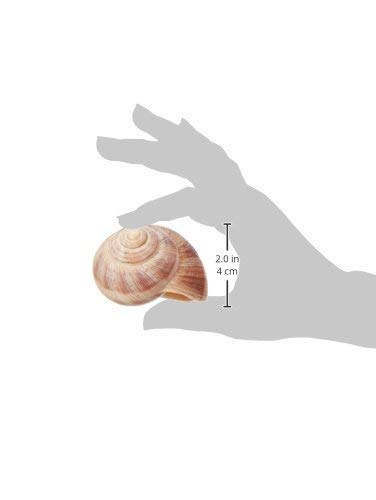 Straight from France Genuinely French  Empty Escargot Snail Shells Bulk Tub  Thoroughly Cleaned  48 Count