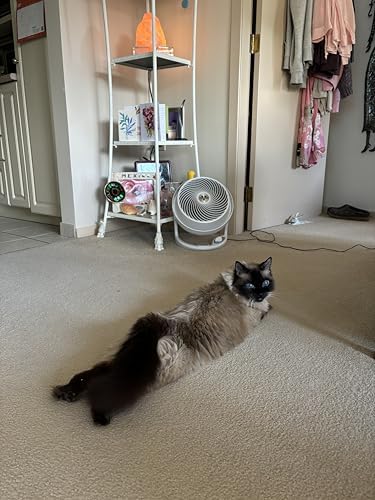 Vornado 610DC Energy Smart Air Circulator Fan with Variable Speed Control  DC Motor  Adjustable Head  Quiet Fan for Bedroom  Office  Home