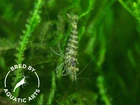 Zebra Babaulti Shrimp  Caridina cf  babaulti   BREDBY  Aquatic Arts