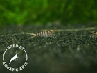 Zebra Babaulti Shrimp  Caridina cf  babaulti   BREDBY  Aquatic Arts