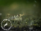 Zebra Babaulti Shrimp  Caridina cf  babaulti   BREDBY  Aquatic Arts